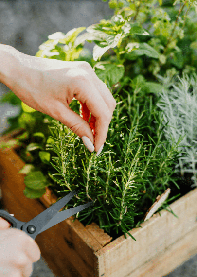 Start Growing herbs