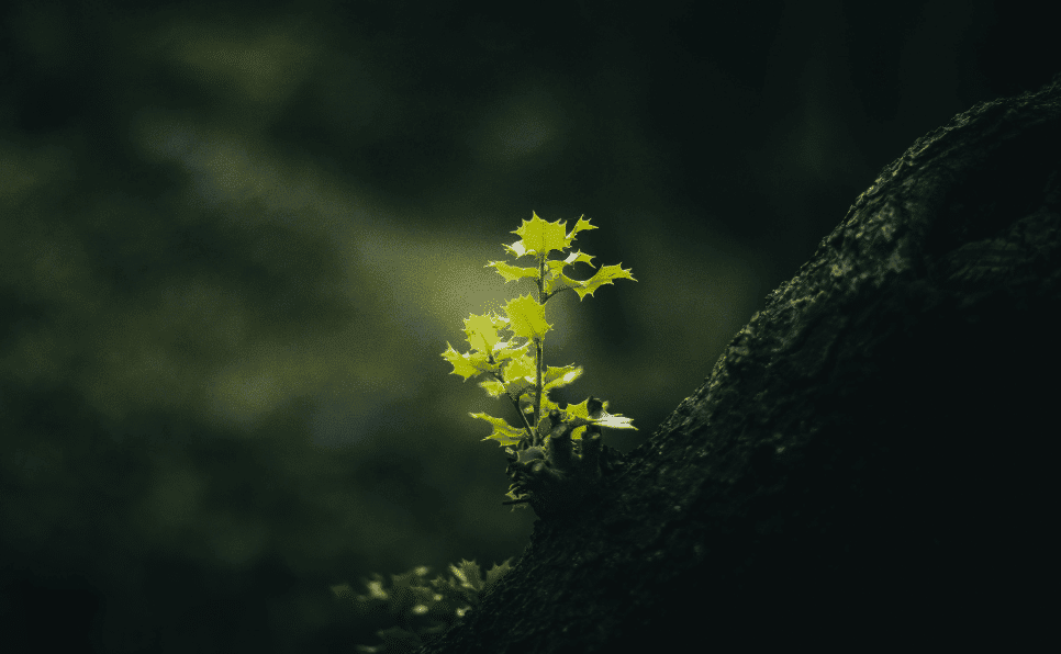 growing herbs